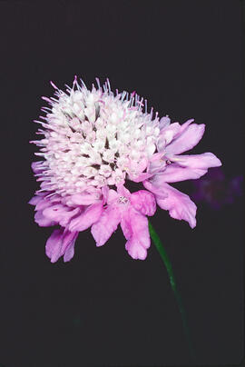 Escabiosa ("Scabiosa atropurpurea")