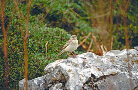 Titina de muntanya ("Anthus spinoletta")