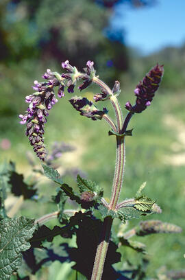 Romaní ("Salvia rosmarinus")