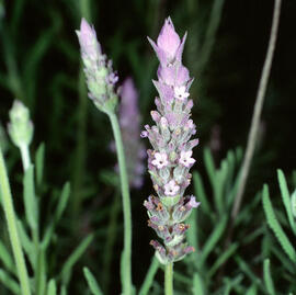 Lavanda ("Lavandula dentata")