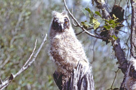 Mussol jove ("Otus scops")