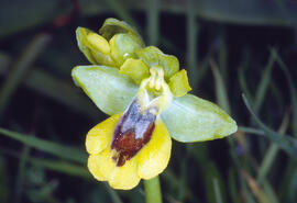 Abellera groga ("Ophrys lutea")