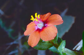 Anagall ("Lysimachia arvensis")