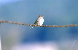 Gorrió ("Passer domesticus")