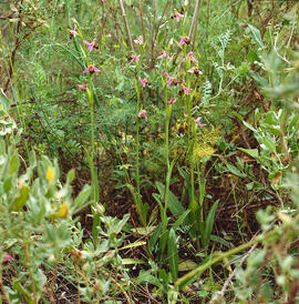 Mosca vermella ("Ophrys tenthredinifera")