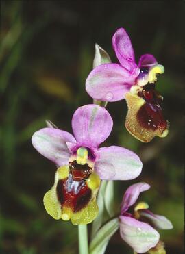 Abellera vermella ("Ophrys tenthredinifera")