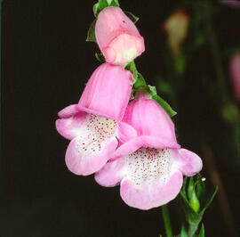 Dedalera ("Digitalis purpurea")