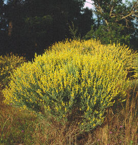 Botja de cuques ("Anthyllis cytisoides")