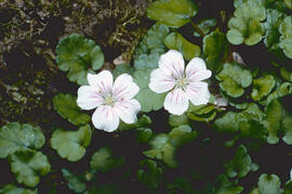 Agulletes ("Erodium malacoides")